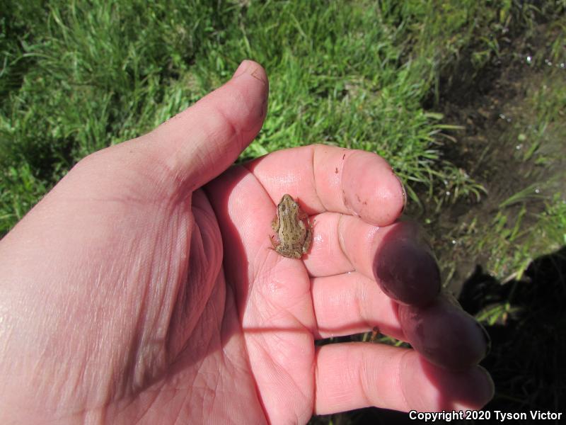 Boreal Chorus Frog (Pseudacris maculata)