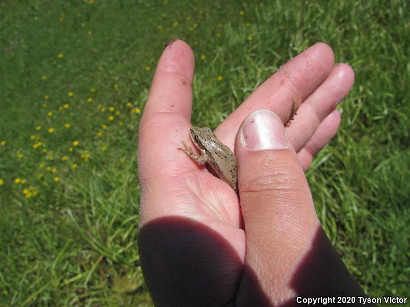 Boreal Chorus Frog (Pseudacris maculata)