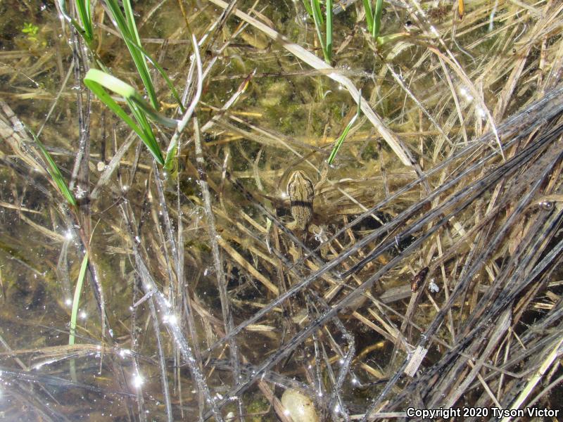 Boreal Chorus Frog (Pseudacris maculata)