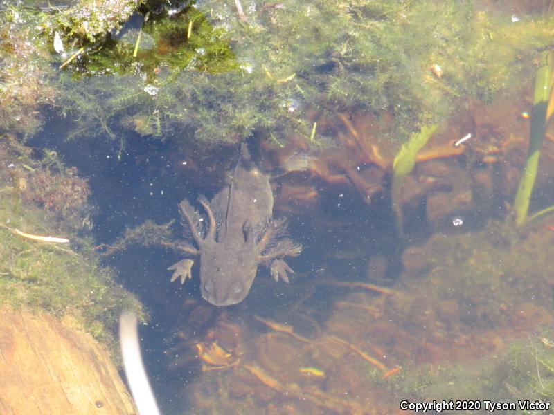 Arizona Tiger Salamander (Ambystoma mavortium nebulosum)