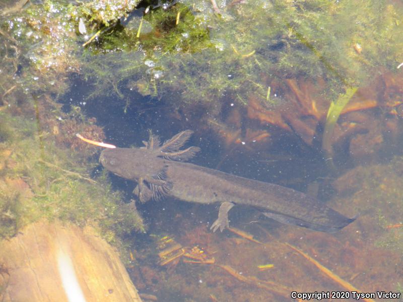 Arizona Tiger Salamander (Ambystoma mavortium nebulosum)