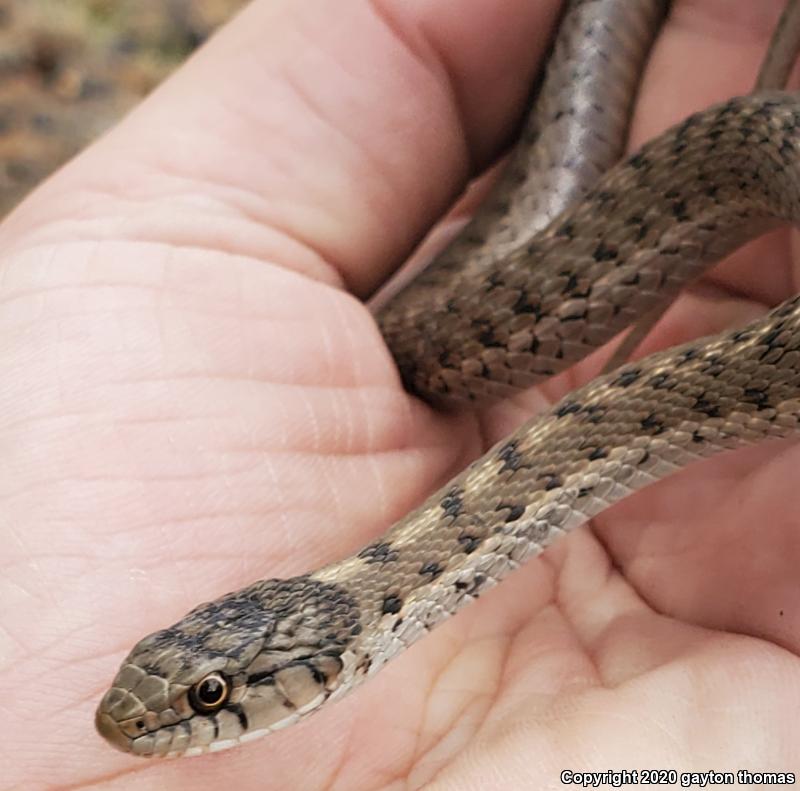 Wandering Gartersnake (Thamnophis elegans vagrans)