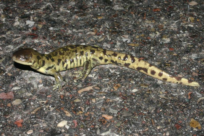 Blotched Tiger Salamander (Ambystoma mavortium melanostictum)