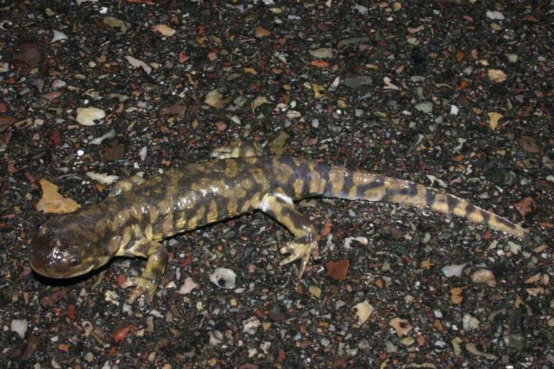 Blotched Tiger Salamander (Ambystoma mavortium melanostictum)