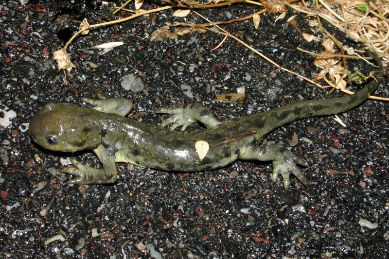 Blotched Tiger Salamander (Ambystoma mavortium melanostictum)