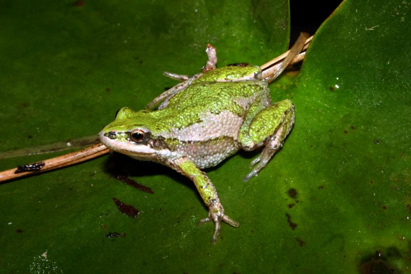 Boreal Chorus Frog (Pseudacris maculata)