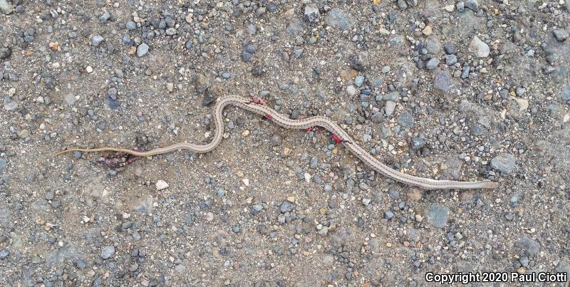 Mojave Patch-nosed Snake (Salvadora hexalepis mojavensis)