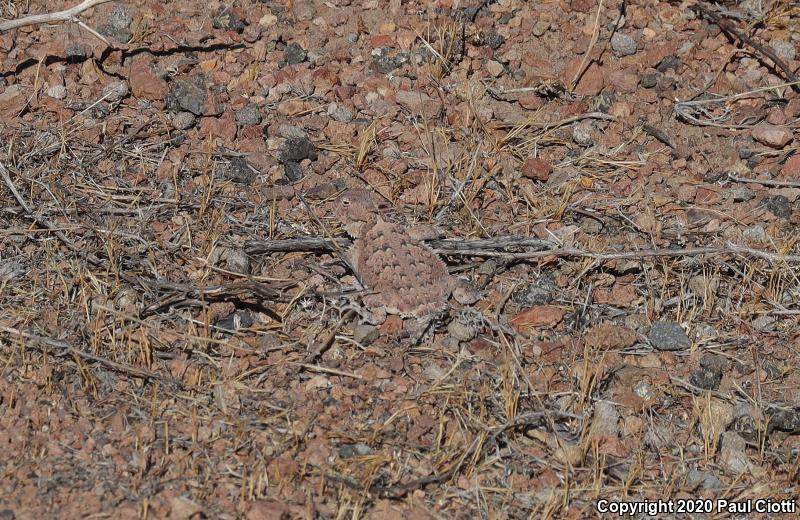 Northern Desert Horned Lizard (Phrynosoma platyrhinos platyrhinos)