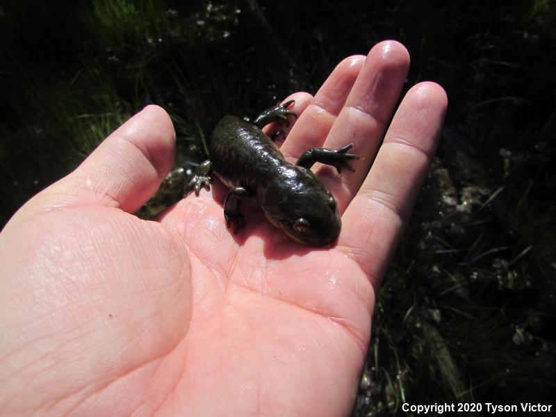 Arizona Tiger Salamander (Ambystoma mavortium nebulosum)