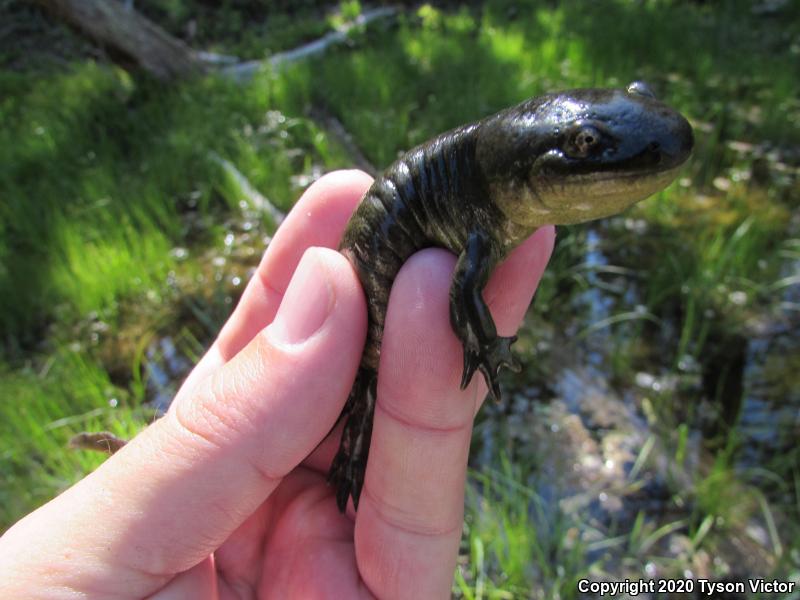 Arizona Tiger Salamander (Ambystoma mavortium nebulosum)