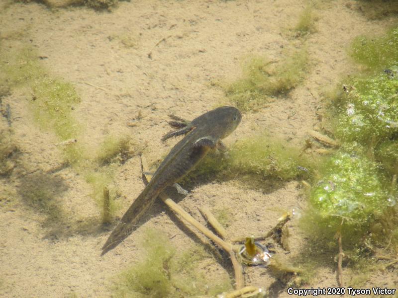 Arizona Tiger Salamander (Ambystoma mavortium nebulosum)