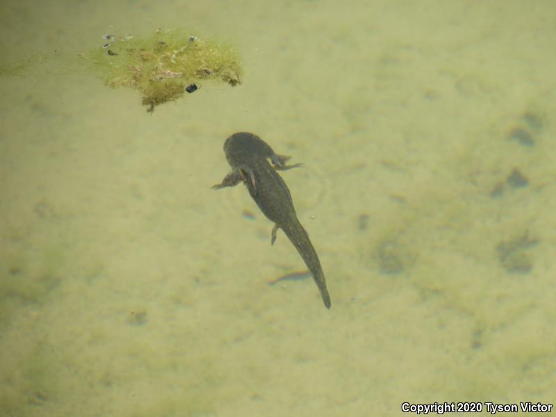 Arizona Tiger Salamander (Ambystoma mavortium nebulosum)