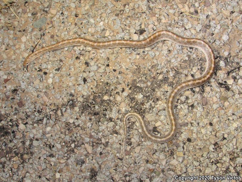 Painted Desert Glossy Snake (Arizona elegans philipi)