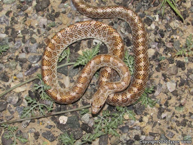 Painted Desert Glossy Snake (Arizona elegans philipi)