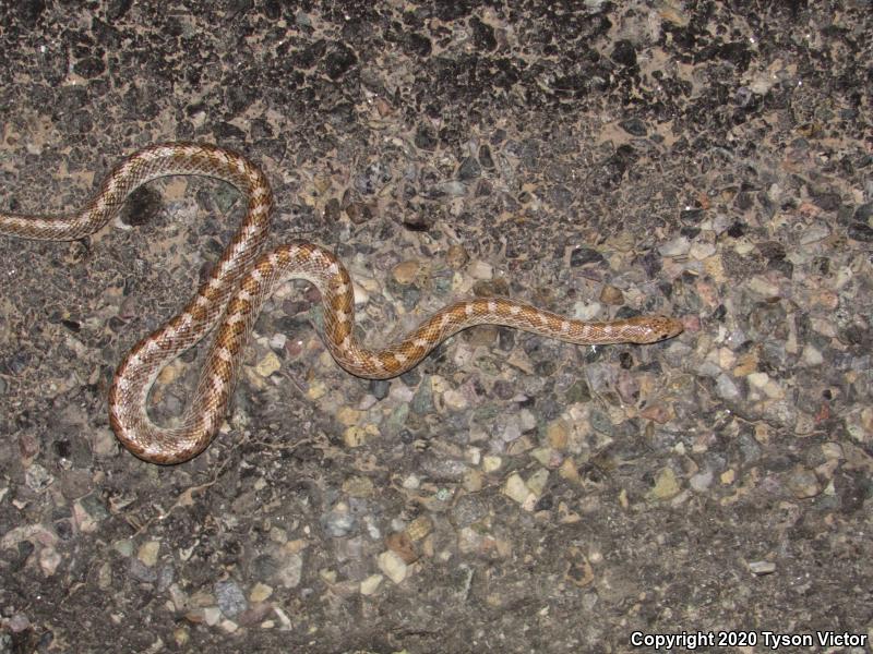 Painted Desert Glossy Snake (Arizona elegans philipi)