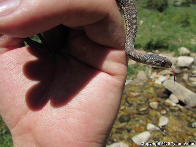 Wandering Gartersnake (Thamnophis elegans vagrans)