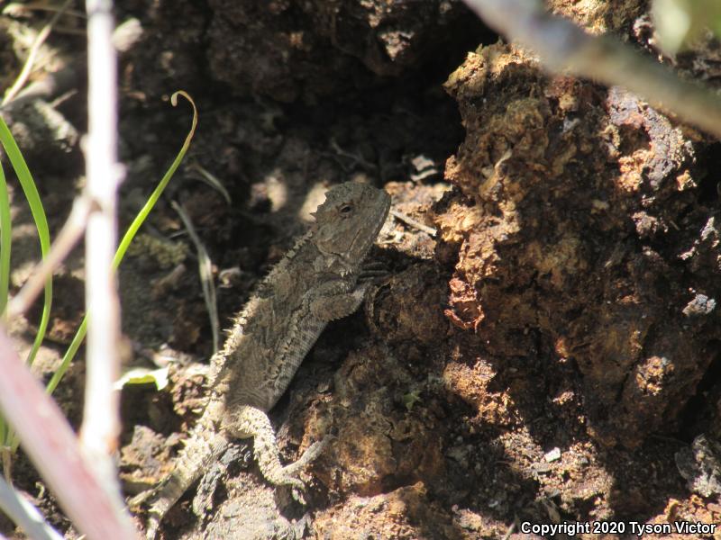 Hernandez's Short-horned Lizard (Phrynosoma hernandesi hernandesi)