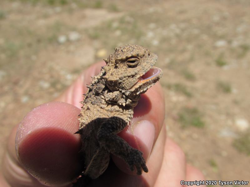 Hernandez's Short-horned Lizard (Phrynosoma hernandesi hernandesi)