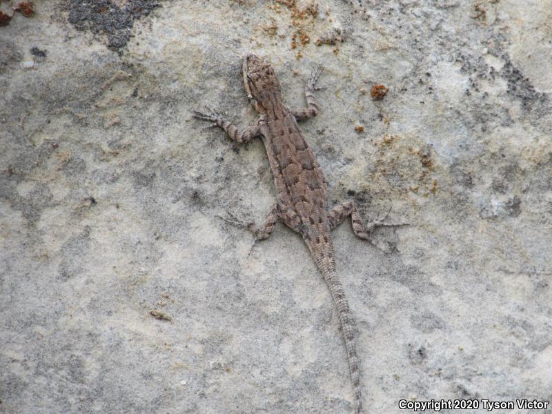 Northern Tree Lizard (Urosaurus ornatus wrighti)