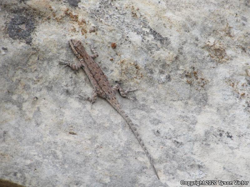 Northern Tree Lizard (Urosaurus ornatus wrighti)