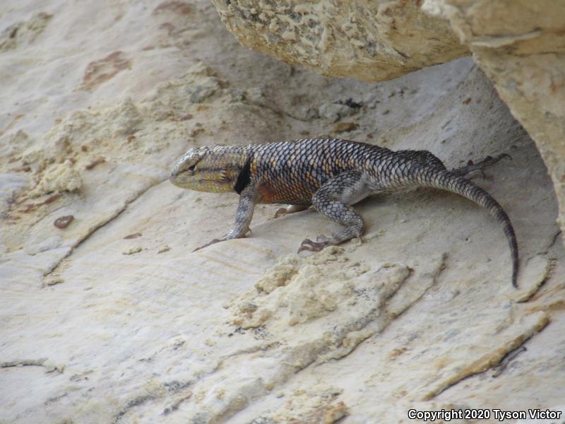 Orange-headed Spiny Lizard (Sceloporus magister cephaloflavus)