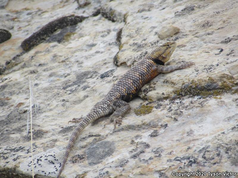 Orange-headed Spiny Lizard (Sceloporus magister cephaloflavus)