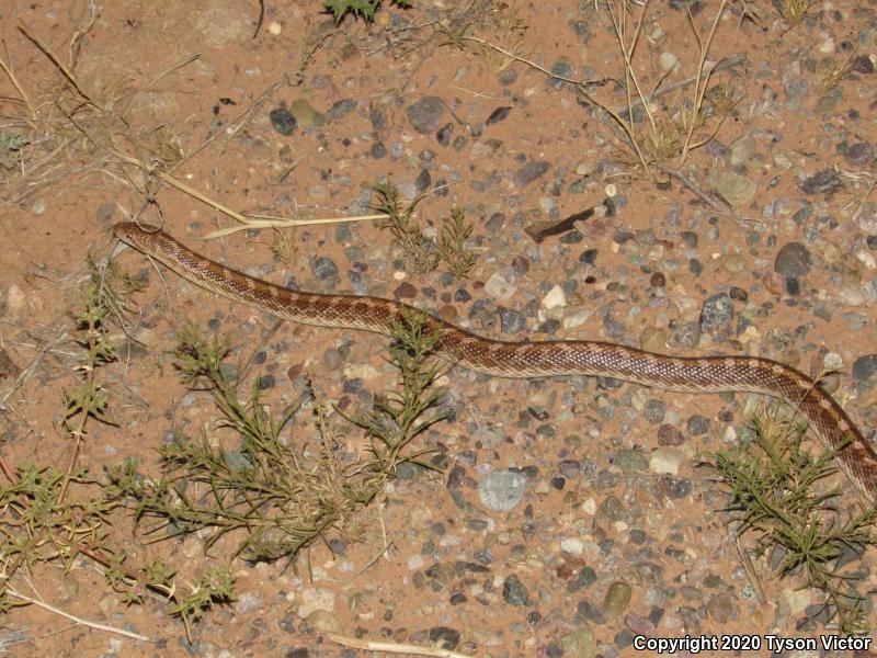 Painted Desert Glossy Snake (Arizona elegans philipi)