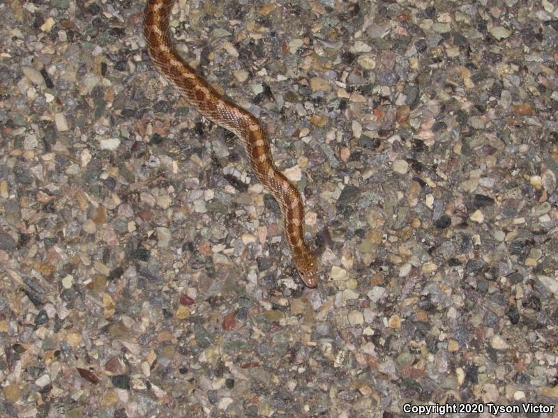 Painted Desert Glossy Snake (Arizona elegans philipi)