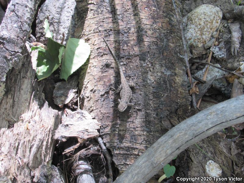 Northern Tree Lizard (Urosaurus ornatus wrighti)