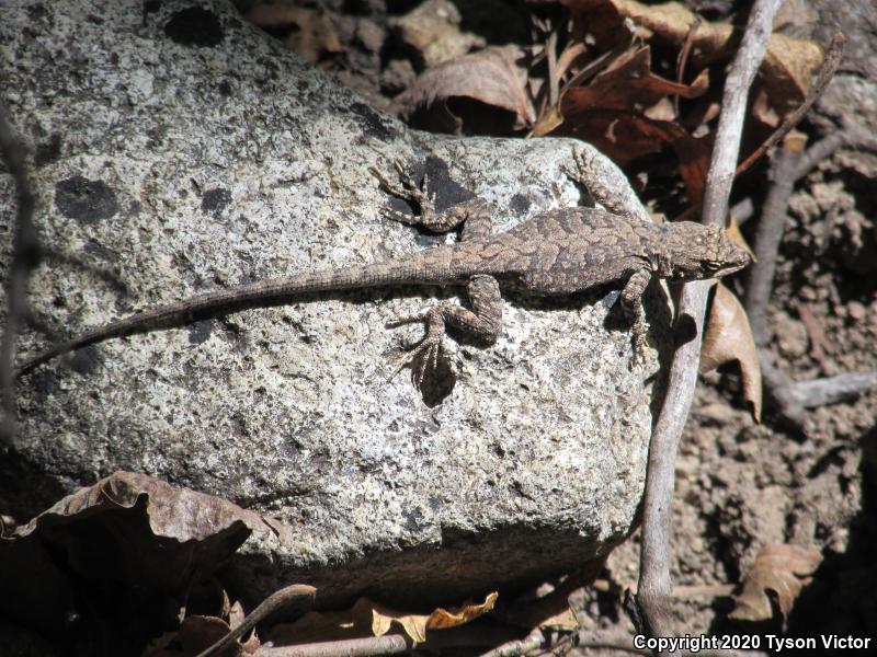 Northern Tree Lizard (Urosaurus ornatus wrighti)