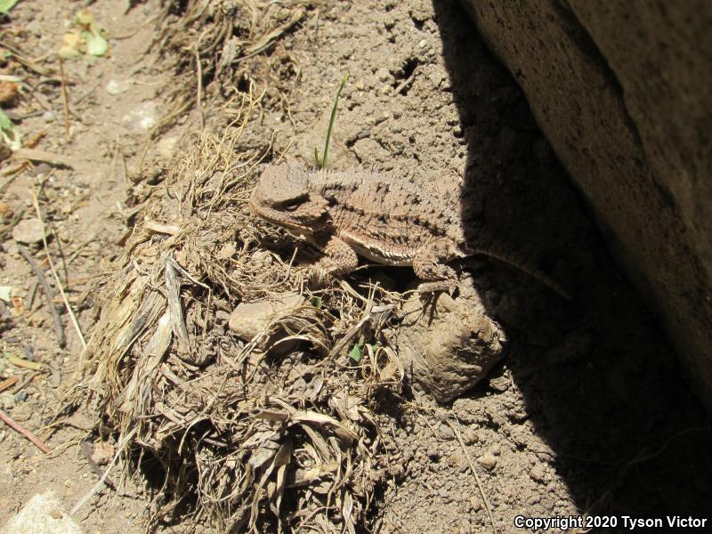 Hernandez's Short-horned Lizard (Phrynosoma hernandesi hernandesi)