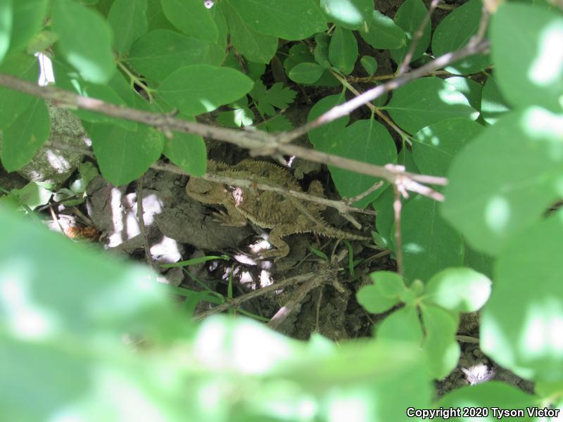 Hernandez's Short-horned Lizard (Phrynosoma hernandesi hernandesi)