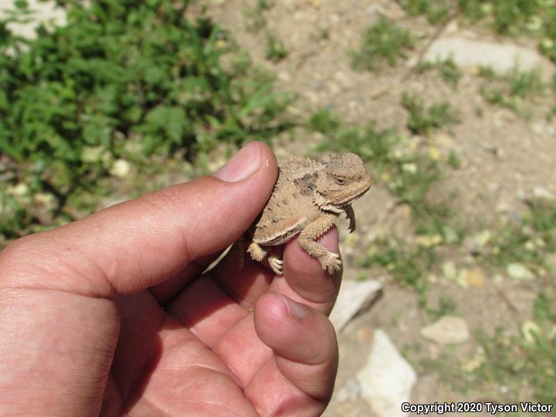 Hernandez's Short-horned Lizard (Phrynosoma hernandesi hernandesi)