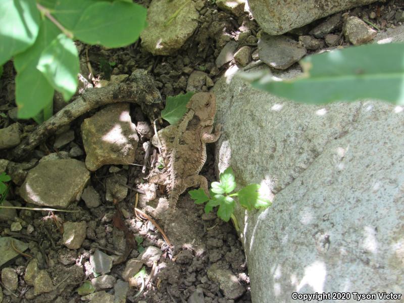 Hernandez's Short-horned Lizard (Phrynosoma hernandesi hernandesi)