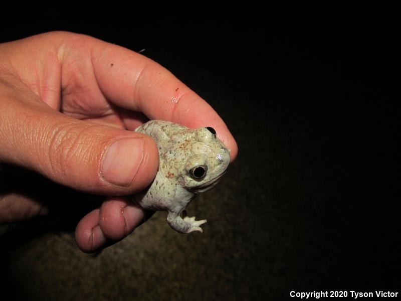 Chihuahuan Desert Spadefoot (Spea multiplicata stagnalis)