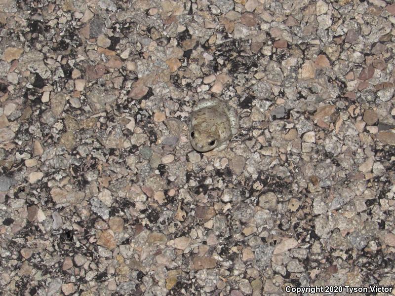 Chihuahuan Desert Spadefoot (Spea multiplicata stagnalis)