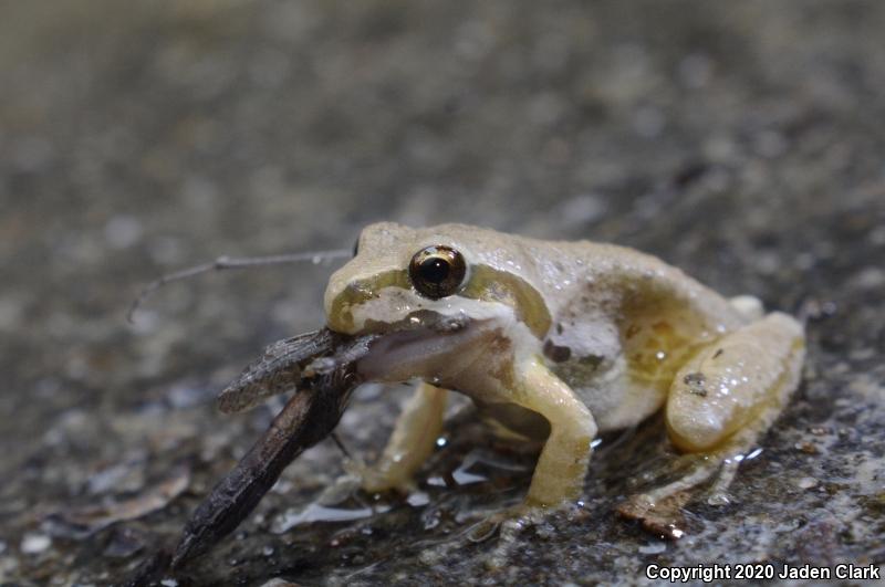 Baja California Treefrog (Pseudacris hypochondriaca)