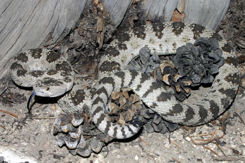 Great Basin Rattlesnake (Crotalus oreganus lutosus)