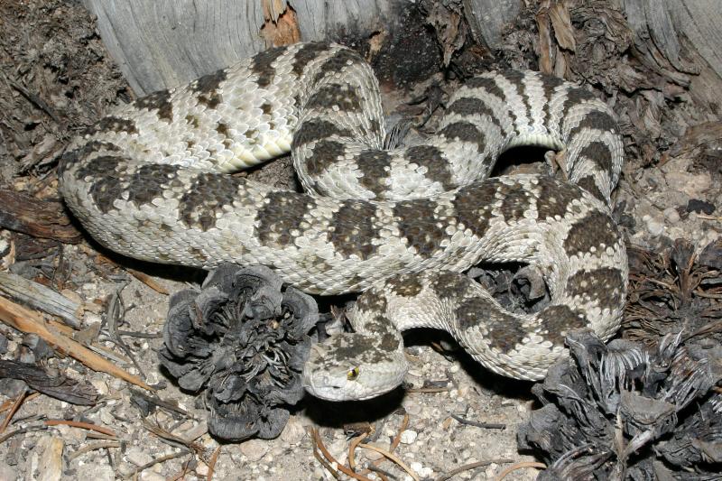 Great Basin Rattlesnake (Crotalus oreganus lutosus)