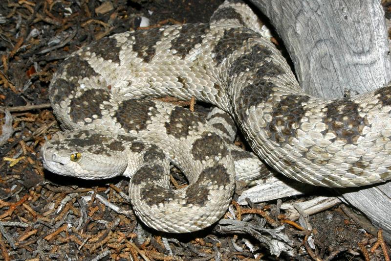 Great Basin Rattlesnake (Crotalus oreganus lutosus)