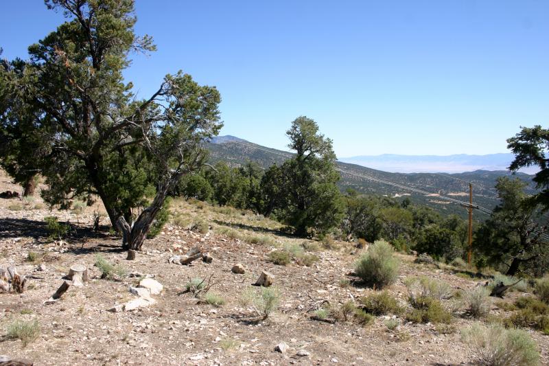 Great Basin Rattlesnake (Crotalus oreganus lutosus)