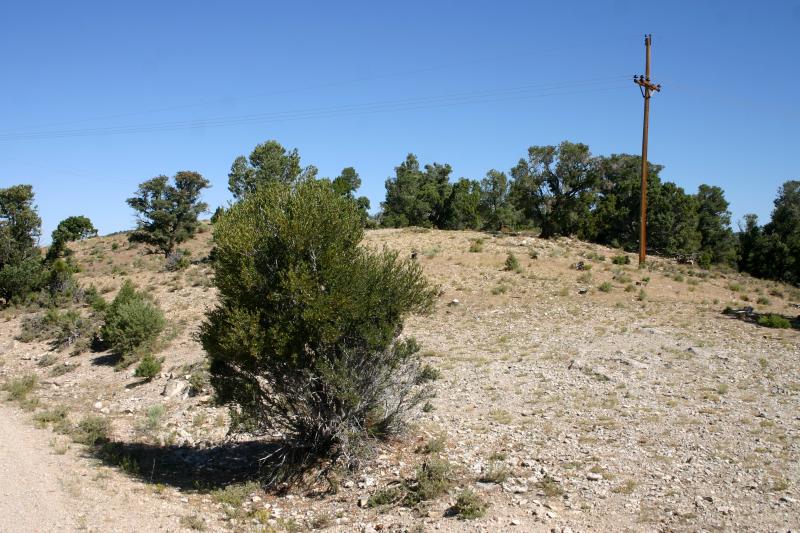 Great Basin Rattlesnake (Crotalus oreganus lutosus)