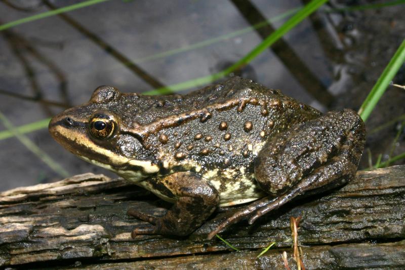 Columbia Spotted Frog (Rana luteiventris)