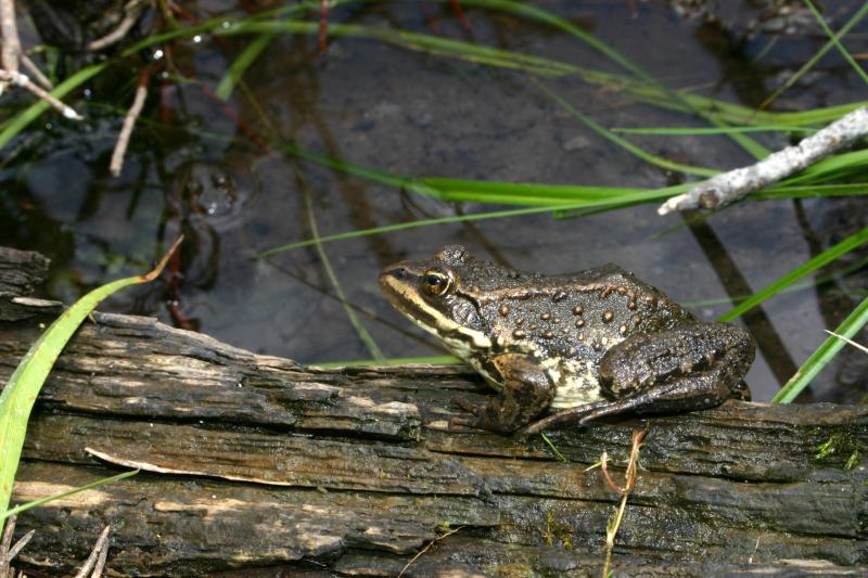 Columbia Spotted Frog (Rana luteiventris)