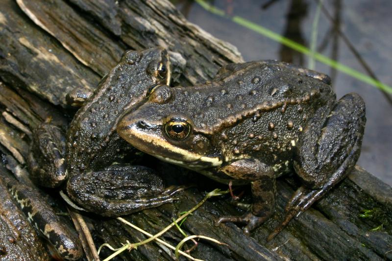 Columbia Spotted Frog (Rana luteiventris)