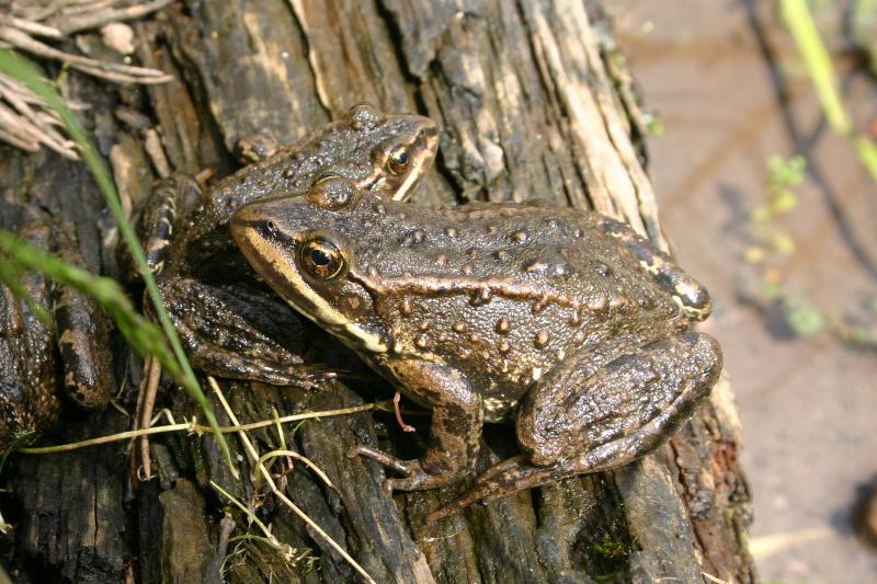 Columbia Spotted Frog (Rana luteiventris)