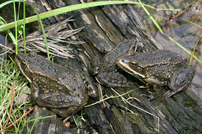 Columbia Spotted Frog (Rana luteiventris)