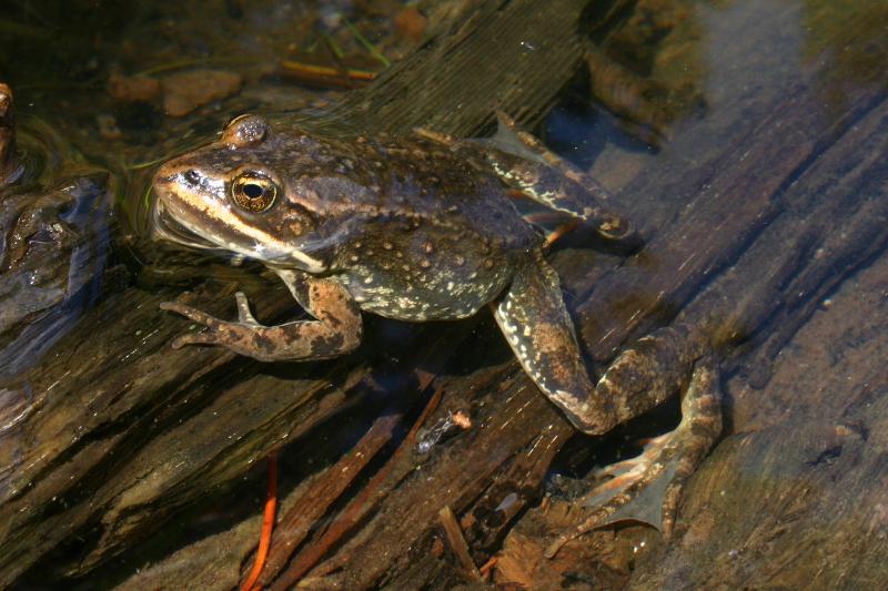 Columbia Spotted Frog (Rana luteiventris)