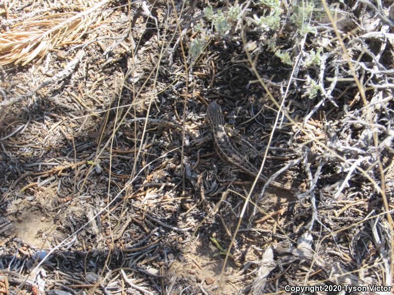 Northern Sagebrush Lizard (Sceloporus graciosus graciosus)