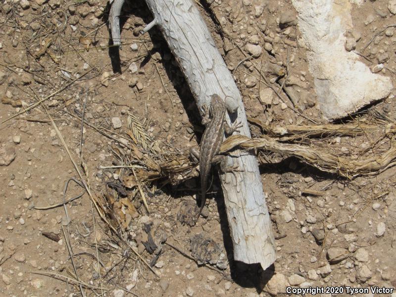 Northern Sagebrush Lizard (Sceloporus graciosus graciosus)